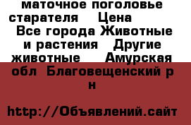 маточное поголовье старателя  › Цена ­ 2 300 - Все города Животные и растения » Другие животные   . Амурская обл.,Благовещенский р-н